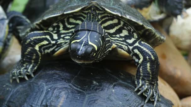 Chinese pond turtle, Reeves turtle, or Chinese three-keeled pond turtle (Mauremys reevesii) in family Geoemydidae (formerly called Bataguridae). It is found in China, Japan, Korea and Taiwan. — Stock Video