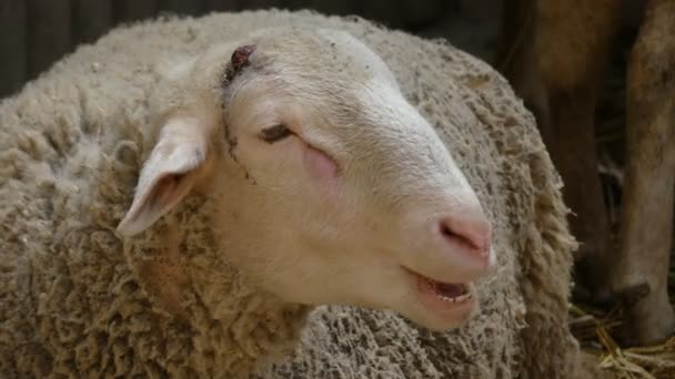 Schaffleisch und Wolle im Schafstall. — Stockvideo