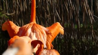 Flamingolar yürüyen kuş Phoenicopteridae bir türdür. Amerika'nın dört flamingo türler ve Afro-Avrasya iki tür vardır. Çoğu zaman, onlar renk pembe.