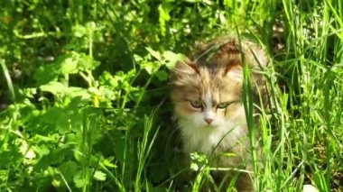 Kırmızı kedi uzun otlu bir çayırda gider. Evcil kedi veya yabani kedi (Felis silvestris catus) küçük, tipik kürklü, etobur memeli.