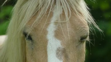 Palomino at takım mera otlatma. Palomino bir at, bir altın ceket ve beyaz yele ve kuyruk oluşan kat rengindedir.