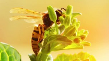 Bir arı ne bir arı ne de bir karınca sipariş Hymenoptera ve suborder Apocrita herhangi bir böcek. Bu arılar ve karıncalar açısından parafiletik olduğu anlamına gelir.