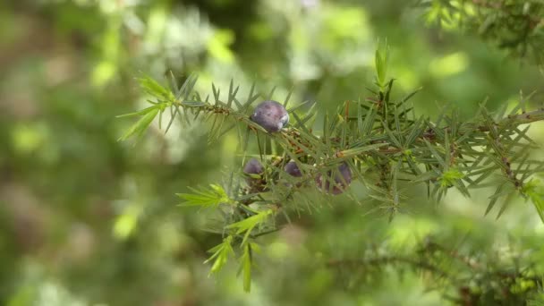 Juniperus oxycedrus (dikenli ardıç, cade ardıç ve cade (Fransız genevrier cade), keskin sedir ) ardıç türüdür, Fas ve Portekiz, Fransa Akdeniz bölgesi genelinde yerli. — Stok video