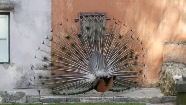 Pavo cristatus (4k Indian peafowl or blue peafowl (Pavo cristatus)), un oiseau de grande taille et aux couleurs vives, est une espèce de chouette originaire d'Asie du Sud, mais introduite dans de nombreuses autres régions du monde .