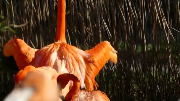 Los flamencos son un tipo de ave zancuda de la familia Phoenicopteridae. Hay cuatro especies de flamenco en las Américas y dos especies en Afro-Eurasia. A menudo, son de color rosa . — Vídeos de Stock