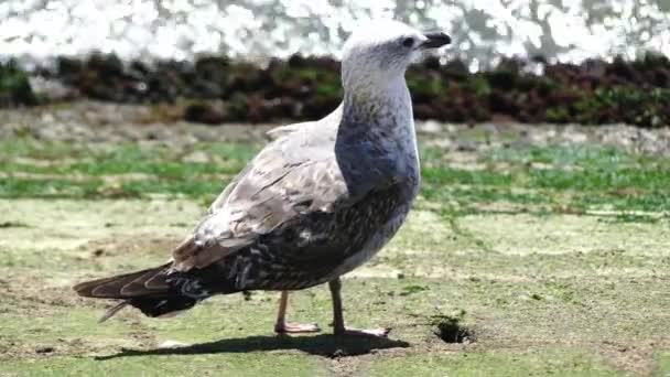 Gran gaviota gris cerca de la orilla del mar — Vídeo de stock