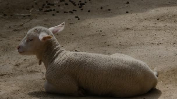 Het paard duwt het Lam van de grond. — Stockvideo