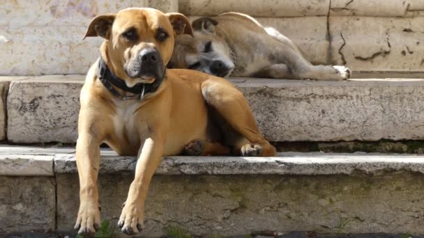 De boerboel, ook wel bekend als de Zuid-Afrikaanse Mastiff, is een groot, molosser-type ras uit Zuid-Afrika dat is gefokt om de hoeve te bewaken. Deze honden werden gefokt als werkende boerderij honden . — Stockvideo