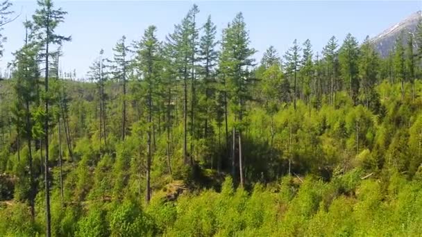 Μικτό πυκνό δάσος στους πρόποδες του Tatras, Σλοβακία. — Αρχείο Βίντεο