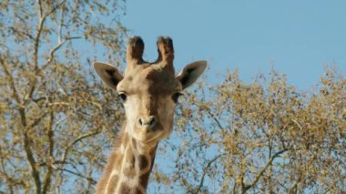 Zürafa (Zürafa camelopardalis) Afrikalı tek ayaklı ungulate memeli, en uzun yaşayan karasal hayvan ve en büyük geviş getiren. Bu aile Zürafa altında sınıflandırılır.