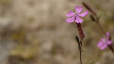 Silene cambessedesii. Silene çiçekli bitkiler Karanfilgiller ailesindeki bir cinsidir. Ortak adları (hangi ilgili cins Lychnis ile ortak) campion ve catchfly içerir.