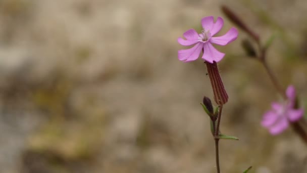 Silene Cambessedesii. Silene es un género de plantas con flores perteneciente a la familia Caryophyllaceae. Los nombres comunes incluyen campion (que se comparte con el género relacionado Lychnis) y catchfly . — Vídeo de stock