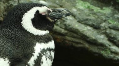Macellan pengueni (Spheniscus magellanicus), Arjantin, Şili ve Falkland Adaları'nda üreen güney Amerika pengueni..