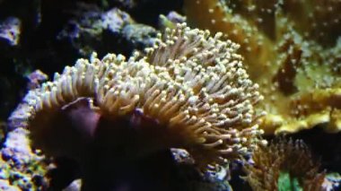 Deniz anemon sipariş Actiniaria su yaşayan, yırtıcı hayvanların gruptur. Onlar çiçek anemone için adlandırılır. Deniz anemon filum Knidliler, mercanlar, alt sınıf Hexacorallia sınıflandırılır.
