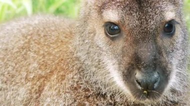 Parma kanguru (Macropus parma) yaklaşık 1840 yılında ilk tarif eden İngiliz doğabilimci tarafından John Gould. Güney New South Wales (Avustralya ıslak sclerophyll ormanların utangaç, gizemli bir yaratık).