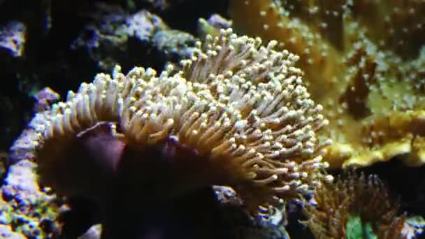 Seeanemonen sind eine Gruppe wasserbewohnender, räuberischer Tiere der Ordnung actiniaria. Sie sind nach der Blütenanemone benannt. Seeanemonen werden in Stamm-Nesseltiere, Anthozoen, Unterklasse Hexacorallia eingeteilt. — Stockvideo