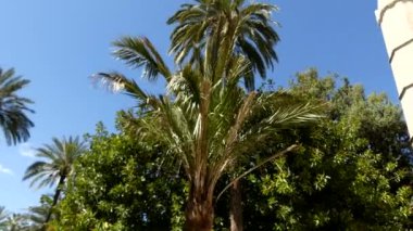 4 k Lonja de Palma de Mallorca ve Sa Llotja bir Mallorca Gotik mimarisinin başyapıtlarından biridir. Bu Guillem Sagrera tarafından 1420 ve 1452 arasında inşa edilmiş ve tüccarlara üniversite ev.