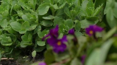 Odak transfer: Primula çoğunlukla otsu çiçekli bitkiler Primulaceae ailesindeki cinsidir. Çuha çiçeği (P. vulgaris), P. auricula (auricula) ve P. elatior (oxlip yaygın türü vardır).