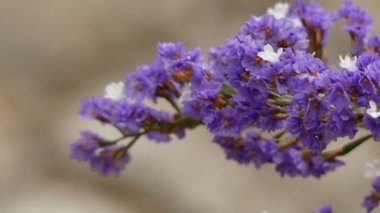 Limonium sventenii, Limonium 120 çiçek türlerinin bir cinstir. Üyeler da deniz-lavanta, statice veya marsh-biberiye verilir.