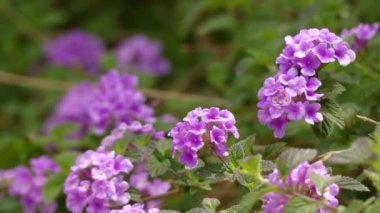 Lantana montevidensis lantana birçok yaygın adlar tarafından bilinen bir tür, gibi: lantana, ağlayan lantana, sürünen lantana, küçük lantana, mor lantana veya sondalı çalı.