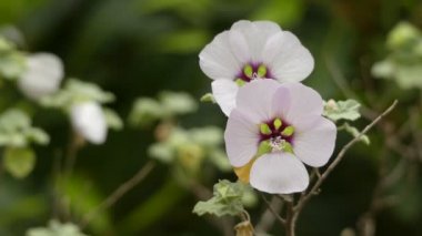 Lavatera maritima. Birçok Lavatera türü şimdi ilgili cins Malva transfer edilmiştir. Lavatera türleri ağaç mallows veya gül mallows, kraliyet mallows veya yıllık darağacı olarak bilinir.