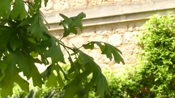 Quercus macrocarpa, bur oak, kadang-kadang dieja burr oak, adalah spesies oak dalam bagian oak putih sekte Quercus. Tumbuhan ini juga disebut pohon mossycup oak dan mossycup oak putih . — Stok Video