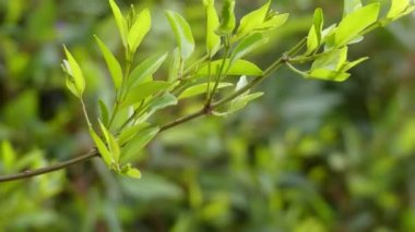 Jasminum volubile, Stiff Yasemin olarak bilinen avustralya'da bulunan zeytin ailesinden bir çalı veya sürüngen olduğunu. Çalı olarak iki metre yüksekliğe ulaşabilir, ama sapları ile on metre uzunlayabiliyor..