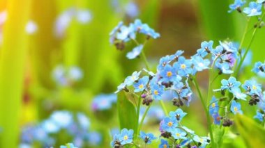 Myosotis çiçekli bitkiler Hodangiller ailesindeki bir cinsidir. Kuzey yarımkürede yaygın olarak kavradığında veya Akrep otlar isimleri.