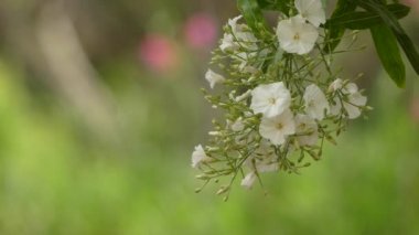 Sideroxylon marmulano. Sideroxylon, Linnaeus tarafından 1753 yılında familyasından bir ağaç cinsine bıyık. Onlar topluca kabadayı ağaçları olarak bilinir. Kanarya Adaları endemik