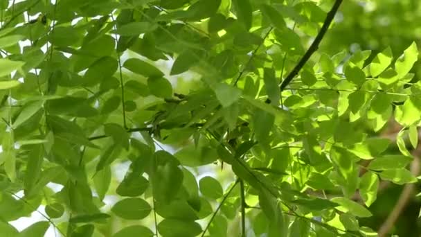 Styphnolobium japonicum Schott, a árvore pagode japonesa (árvore estudiosa chinesa, árvore pagode — Vídeo de Stock