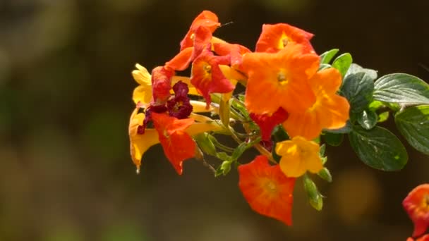 Streptosolen è un genere di piante da fiore con una sola specie, Streptosolen jamesonii, il cespuglio di marmellata. È un arbusto sempreverde della famiglia delle Solanaceae . — Video Stock