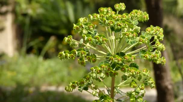 Euphorbia characias (Mediterranean Spurge or Albanian spurge) is a species of flowering plant in the Euphorbiaceae family typical of the Mediterranean vegetation. — Stock Video