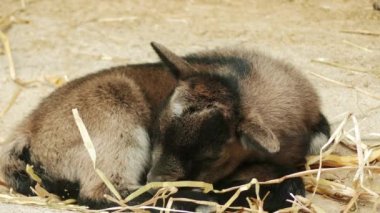 Çek cins keçi (Brown Shorthaired keçi veya kahverengi saçlı keçi) ortaya çıkması için ikinci yarı-in 20 c anlamına gelir. Kullanılan Alp brown (Alpenziege) yeni nesil için ve Almanca (Erzgebirgziege) keçi kahverengi.