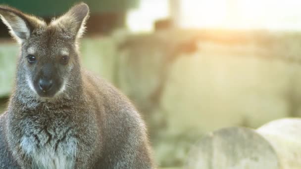 Wallaby Parma (Macropus parma) po raz pierwszy został opisany przez brytyjskiego przyrodnika John Gould w około 1840 roku. Nieśmiały, tajemnicze stworzenie wilgotne lasy w Południowej Nowej Południowej Walii (Australia). — Wideo stockowe