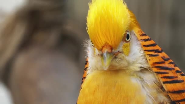 De gouden Fazant of Chinese fazant (Chrysolophus pictus) is een vogel uit de orde van de Galliformes en de familie Phasianidae (fazanten). — Stockvideo
