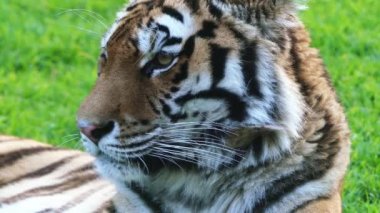 4 k Bengal kaplanı Kraliyet Bengal kaplanı (Panthera tigris) olarak da bilinir, en çok sayıda kaplan alt türü var. Hindistan ve Bangladeş Ulusal bir hayvandır.