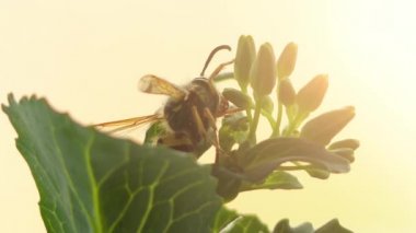 Bir arı ne bir arı ne de bir karınca sipariş Hymenoptera ve suborder Apocrita herhangi bir böcek. Bu arılar ve karıncalar açısından parafiletik olduğu anlamına gelir.