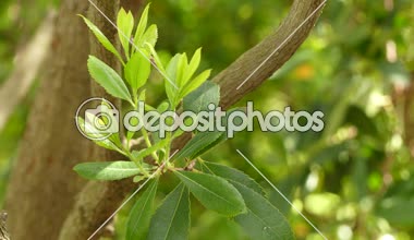 Bir yaprak dökmeyen çalı veya küçük ağaç ailesindeki Fundagiller, İrlandalı Çilek ağacı, veya cain veya baston elma veya Killarney olarak bazen bilinen kocayemiş unedo (Çilek ağacı) olduğunu.