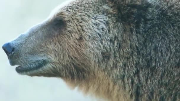 De bruine beer (Ursus arctos) is een grote beer met de breedste verdeling van alle levende ursid. De soort wordt verdeeld over een groot deel van Noord-Eurazië en Noord-Amerika. — Stockvideo