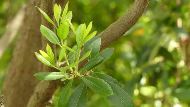 Arbutus unedo (smultronträd) är en vintergrön buske eller litet träd i familjen ljungväxter, känd som antingen irländska smultronträd, eller Kain eller sockerrör apple, eller ibland Killarney. — Stockvideo