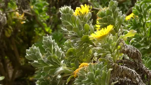 Asteriscus sericeus (Nauplius sericeus or Canary Island Daisy) is a species in the daisy family endemic to the Canary Islands. — Stock Video