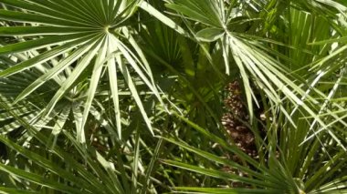 Chamaerops çiçekli bitkiler palmiye palmiye ailesindeki bir cinsidir. tek şu anda tam olarak kabul edilen Chamaerops humilis, çeşitli Avrupa fan palmiye veya Akdeniz cüce palmiye denilen türdür.