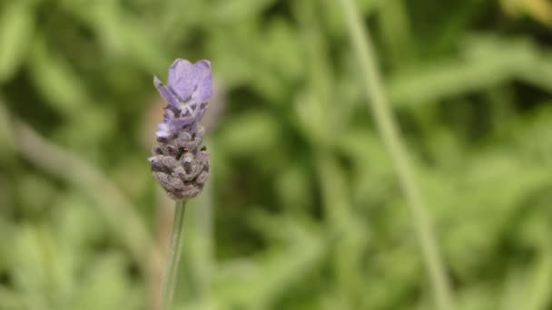 Lavandula dentata is a species of flowering plant in the Lamiaceae family, native to the Mediterranean, the Atlantic islands and the Arabian peninsula. — Stock Video