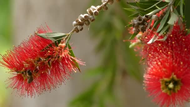 멜라루카 viminalis, 일반적으로 수 양 bottlebrush, 크릭 bottlebrush 또는 Callistemon viminalis로 알려진 머틀 가족, Myrtaceae 공장 이며 호주에 발병. — 비디오