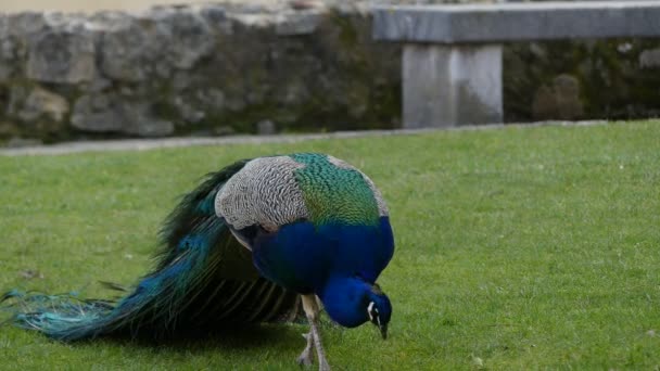 4k Indian peafowl or blue peafowl (Pavo cristatus), a large and brightly coloured bird, is a species of peafowl native to South Asia, but introduced in many other parts of the world. — Stock Video