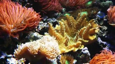 Deniz anemon sipariş Actiniaria su yaşayan, yırtıcı hayvanların gruptur. Onlar çiçek anemone için adlandırılır. Deniz anemon filum Knidliler, mercanlar, alt sınıf Hexacorallia sınıflandırılır.