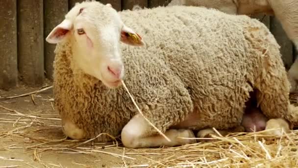 Carni ovine e lana razza nel ovile . — Video Stock