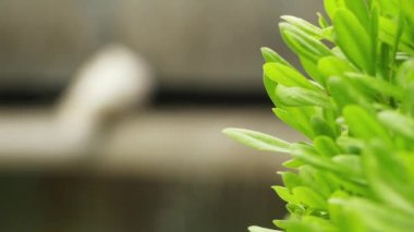 Transfer odak: Beyaz güvercin (Columba livia) veya kaya güvercin kuş ailesi Columbidae (güvercinler ve güvercinler üyesidir).