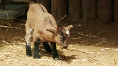 Çek cins keçi (Brown Shorthaired keçi veya kahverengi saçlı keçi) ortaya çıkması için ikinci yarı-in 20 c anlamına gelir. Kullanılan Alp brown (Alpenziege) yeni nesil için ve Almanca (Erzgebirgziege) keçi kahverengi.