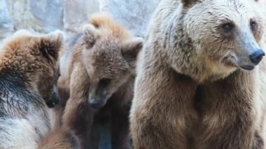 4 k kahverengi ayı (Ursus arctos) herhangi bir yaşam ursid en geniş dağılımı ile büyük bir ayı var. Bu tür çok Kuzey Avrasya ve Kuzey Amerika dağıtılır.